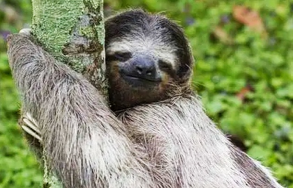 30个关于动物的冷知识,关于动物的冷知识50字