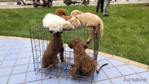 南阳狗市哈士奇多少一只,哈士奇小狗多少钱一只农村