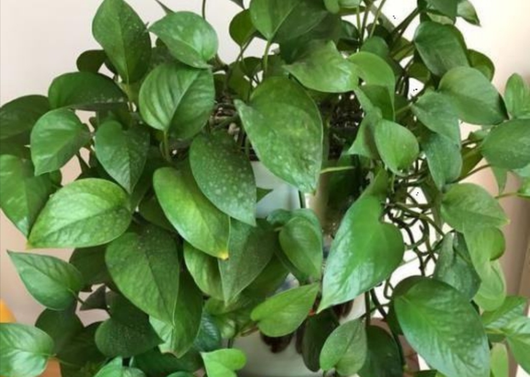 绿萝秋天怎么养护和浇水视频,秋天绿萝怎么养才能更旺盛