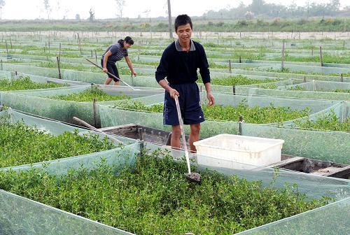 黄鳝是食肉的吗,黄鳝属于真正的鱼类吗