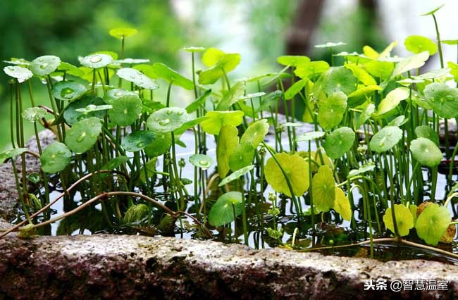 无土栽培蔬菜教程,无土栽培营养液做法大全