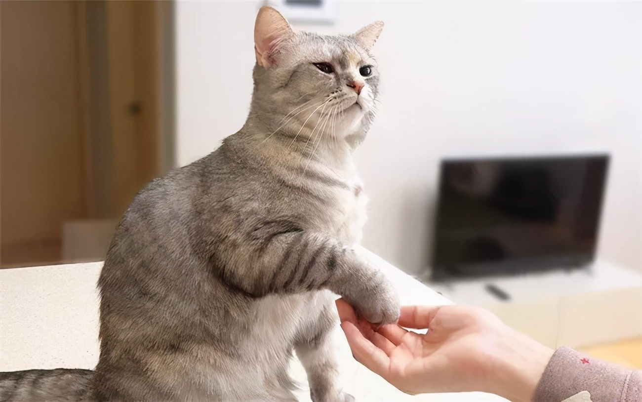 猫咪嘴巴臭好几个月了怎么解决,铲屎官亲猫咪的时候