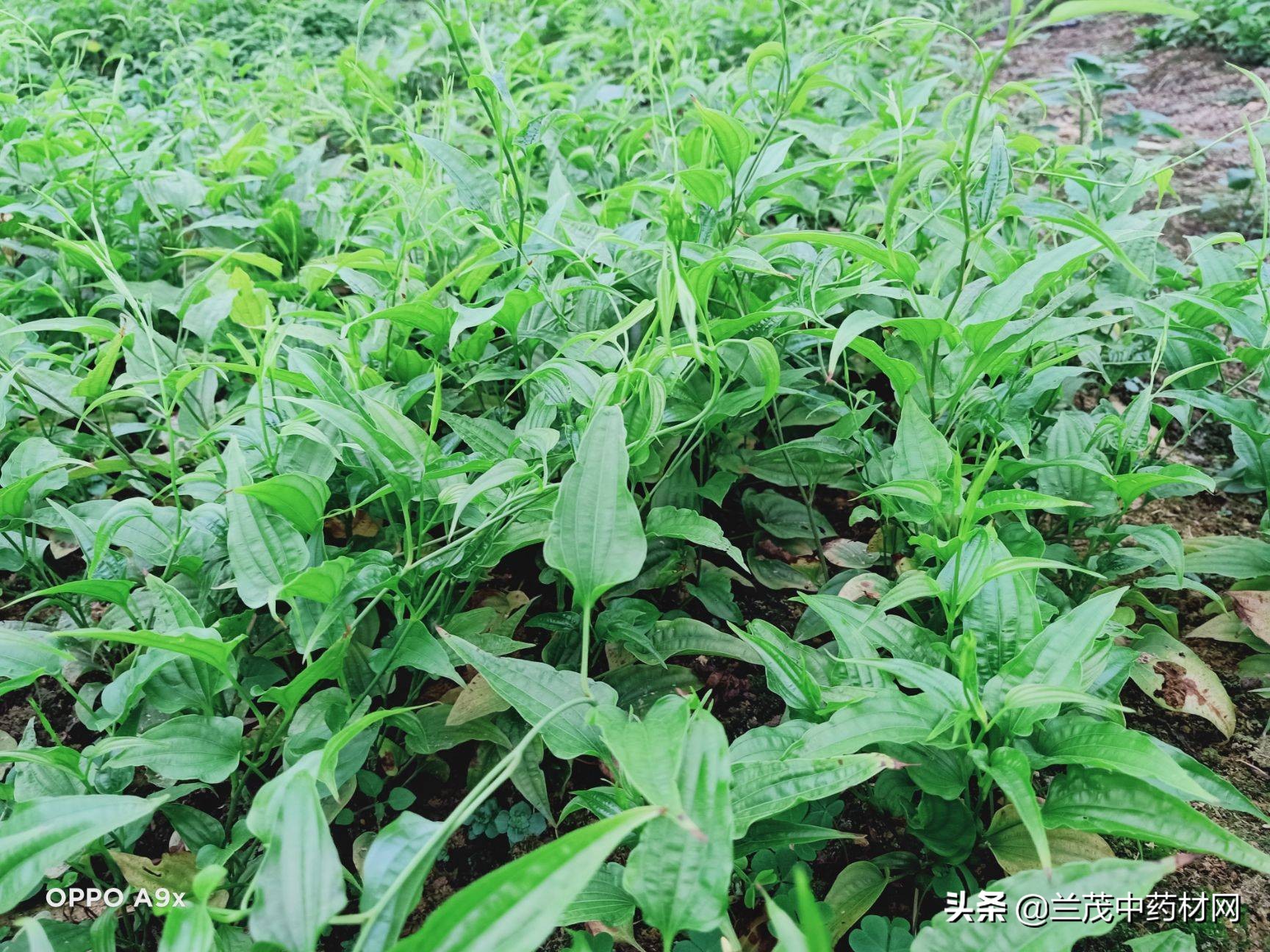 云南昆明曲靖红河热门中药材种苗价格行情快讯9月15兰茂药材网