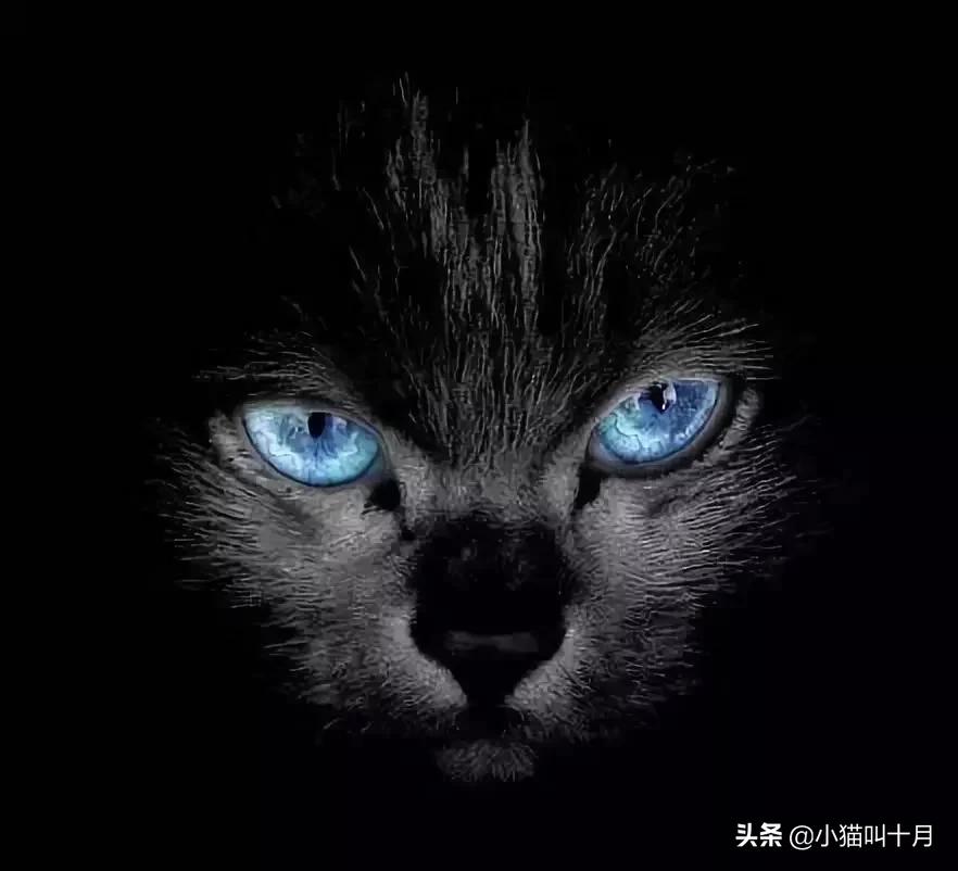 猫和老虎的故事的看图写话,老虎和猫的故事全文