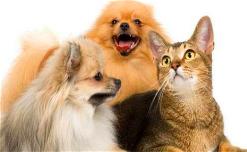 宠物对人们的重要性,宠物对人的意义