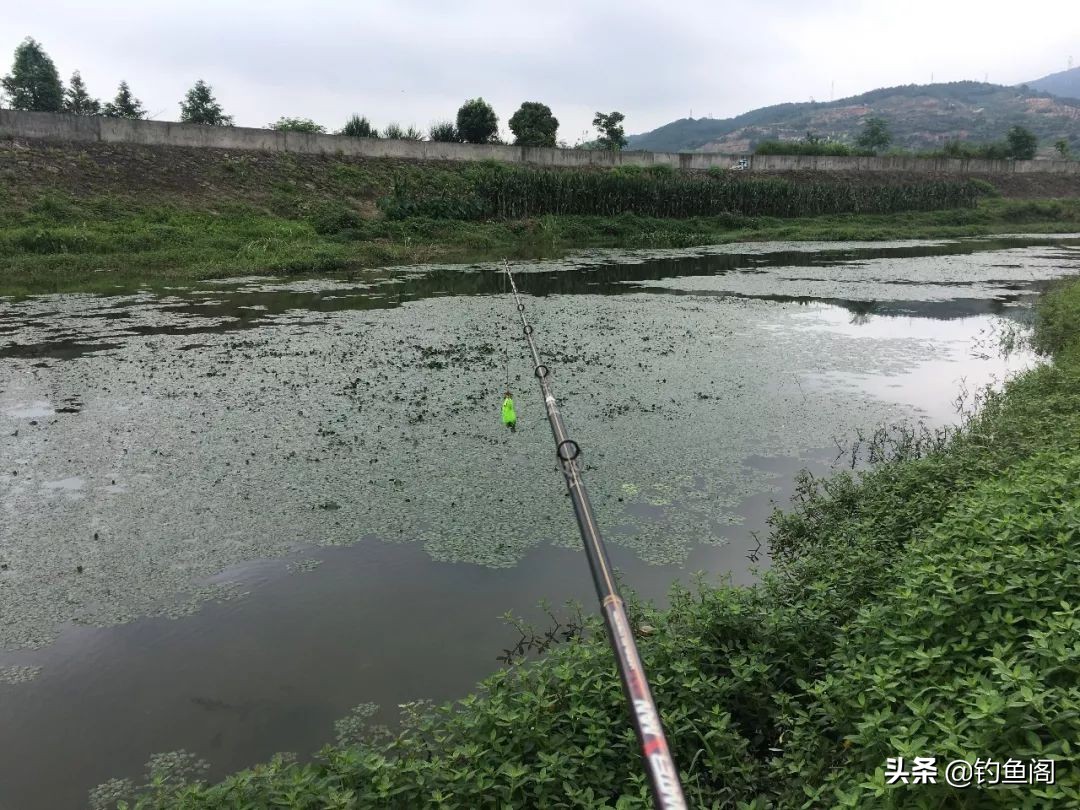 秋高气爽的天气怎样钓好鱼,夏天天气很热鱼怎么钓最好