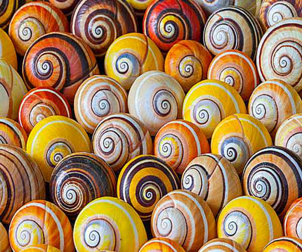 大千世界追寻神秘生物,大千世界昆虫