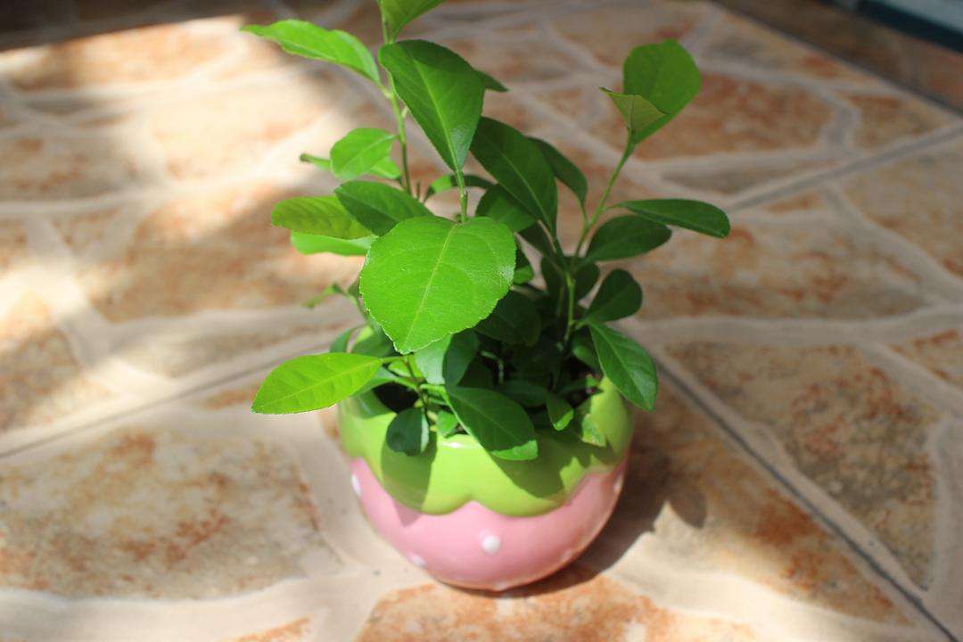 花盆种果树能结果吗,用花盆种柠檬能结果吗