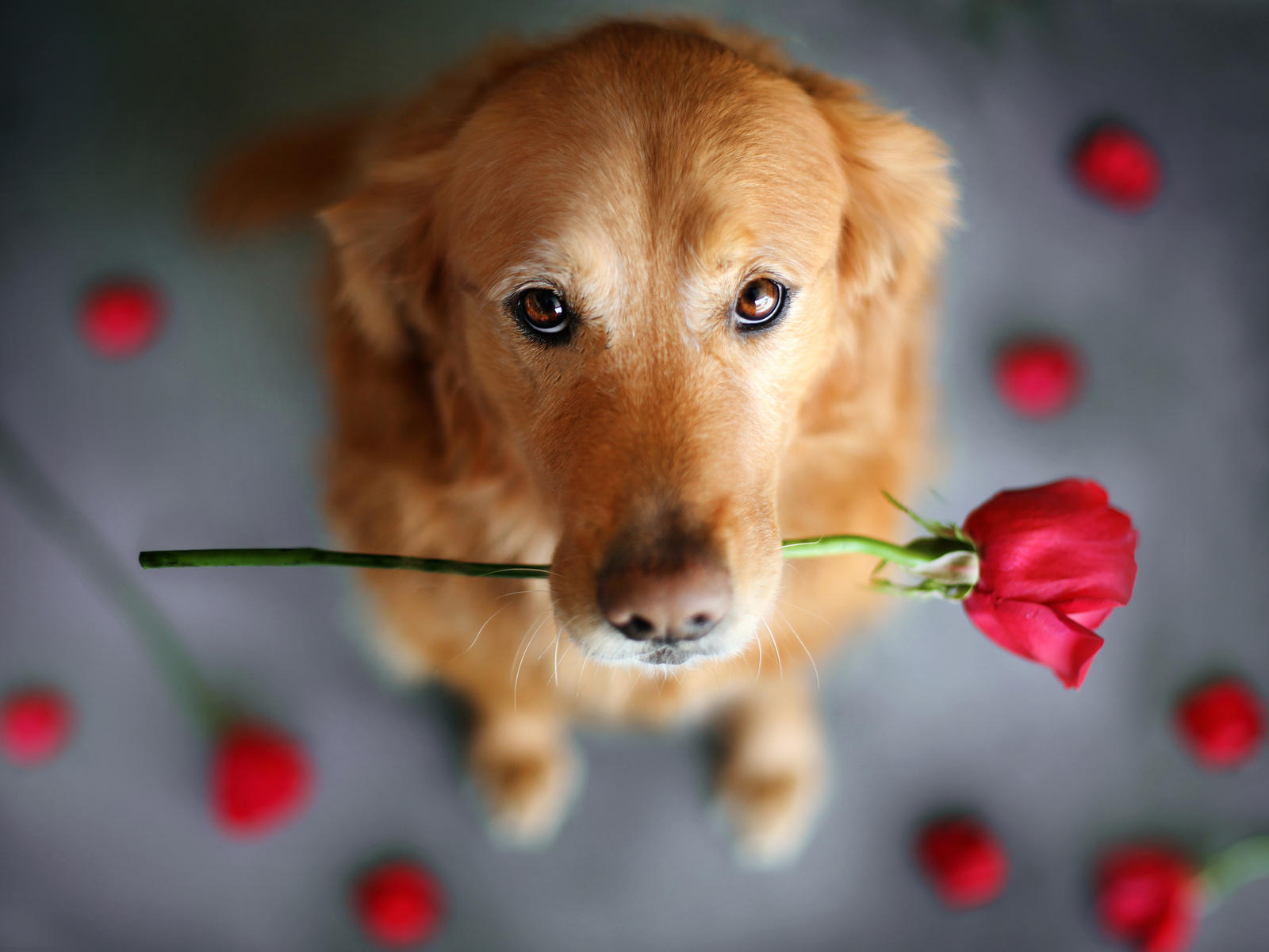 家有喵哥汪弟,体验好物帮你挑