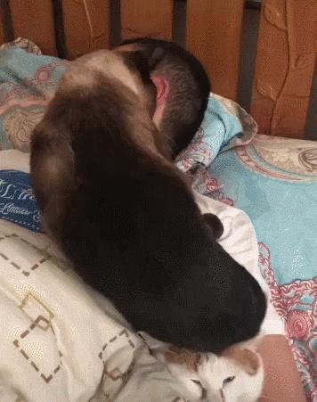 猫咪没坏心眼视频,猫咪没有坏心思在线阅读