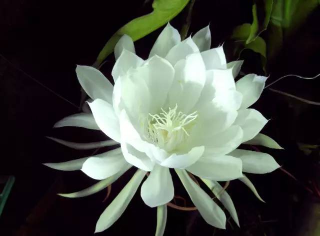 50种常见花卉浇水技巧,50种花卉种植技巧