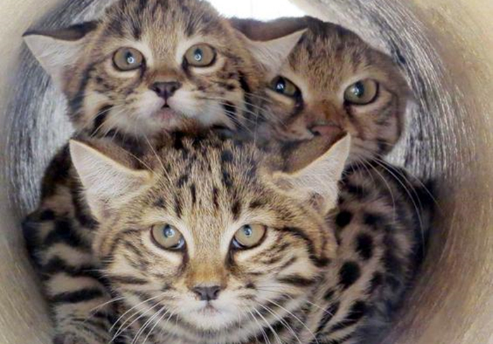 黑足猫夜晚捕食视频,沙漠黑足猫