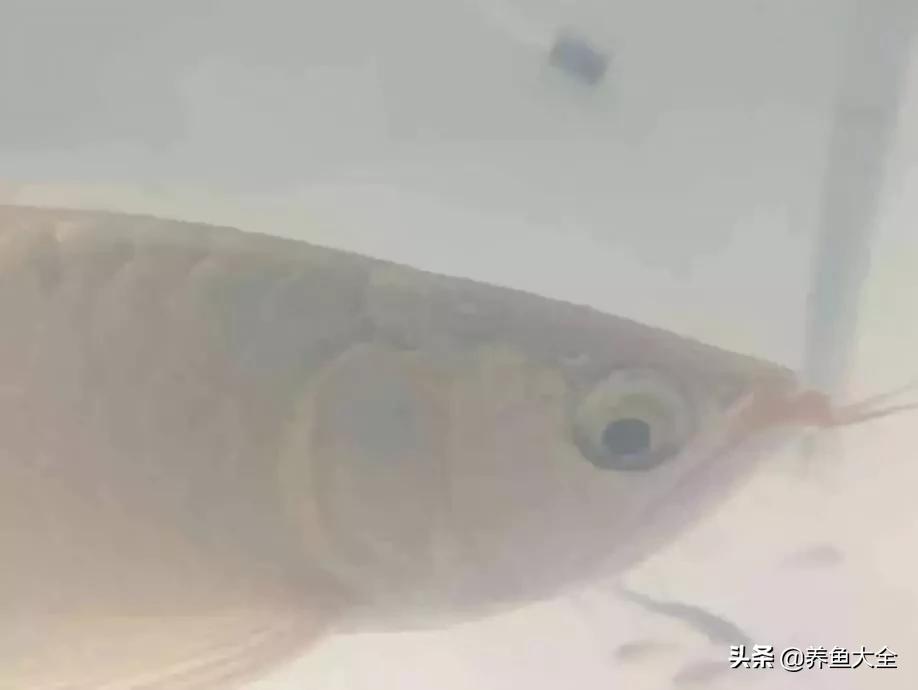 养红龙苗,养红龙如何搭配其他鱼