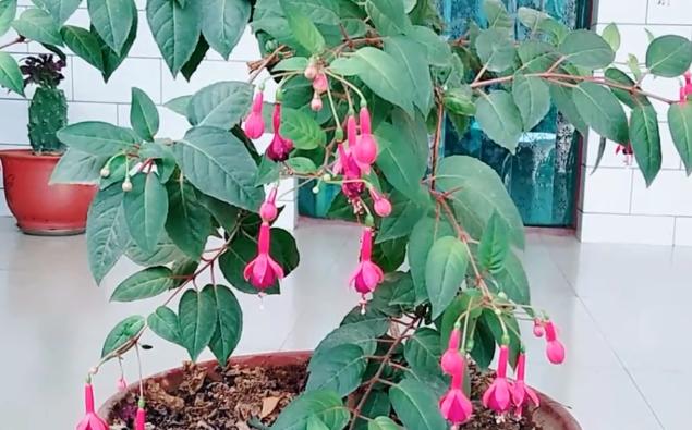 倒挂*钟金**招飞虫？花姐给你说一招，驱虫、养护两不耽误