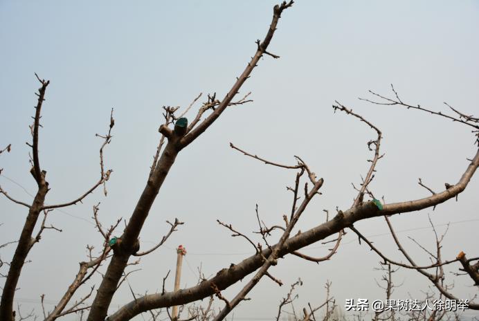 大樱桃枝叶过密怎么处理,大樱桃整形修剪中存在的问题