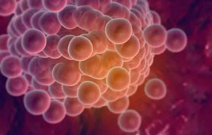 做试管婴儿的人最多做了多少次,做试管婴儿的经历花费