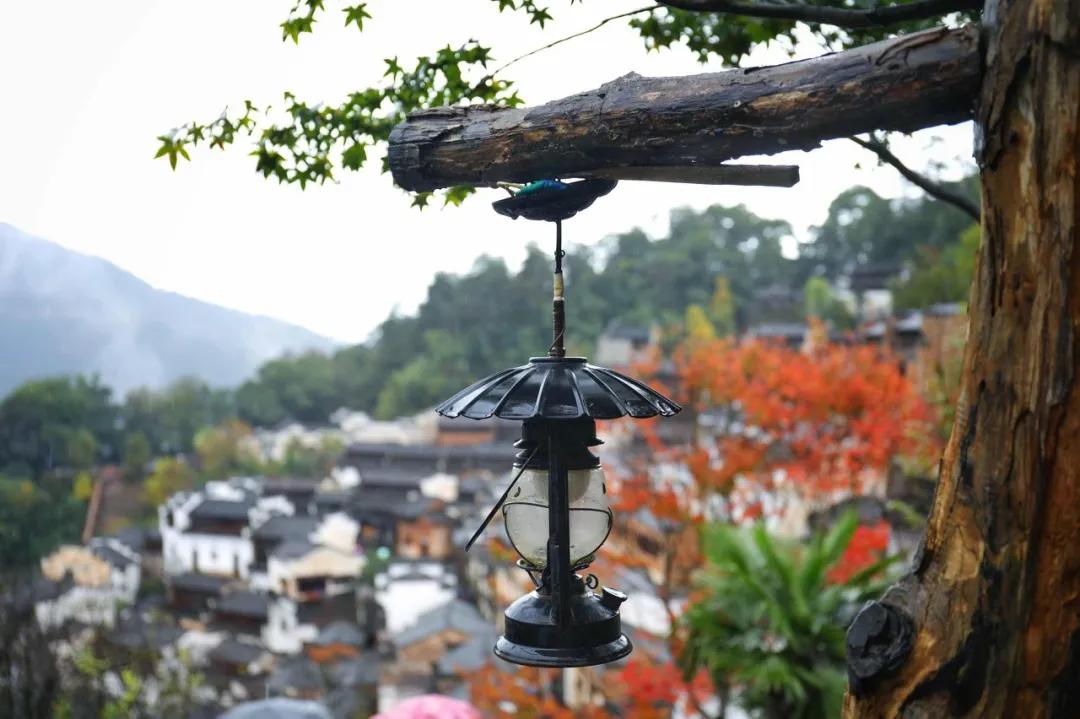 这才是中国最美的乡村,最值得去的鲜花小镇