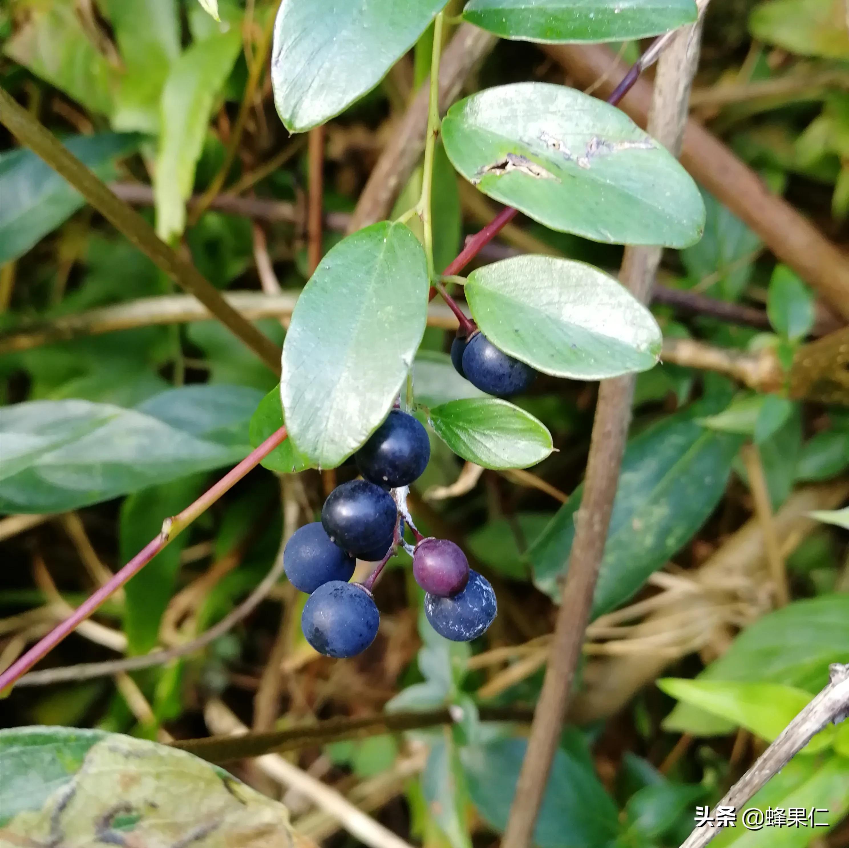 农村的所有野果,农村常见50种野果