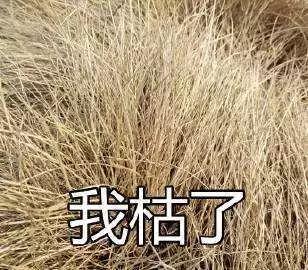 大连齿医生口腔科普,口腔科普大连做补牙一般要多少钱