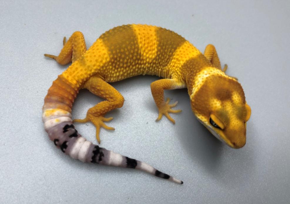 饲养可爱又呆萌傻傻的豹纹守宫,如何饲养好一只豹纹守宫