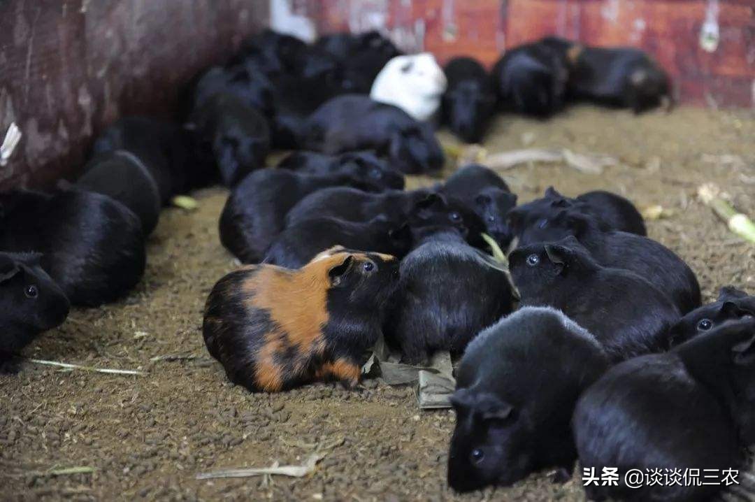 一个月繁殖一次的宠物,一个月生一窝的兔子