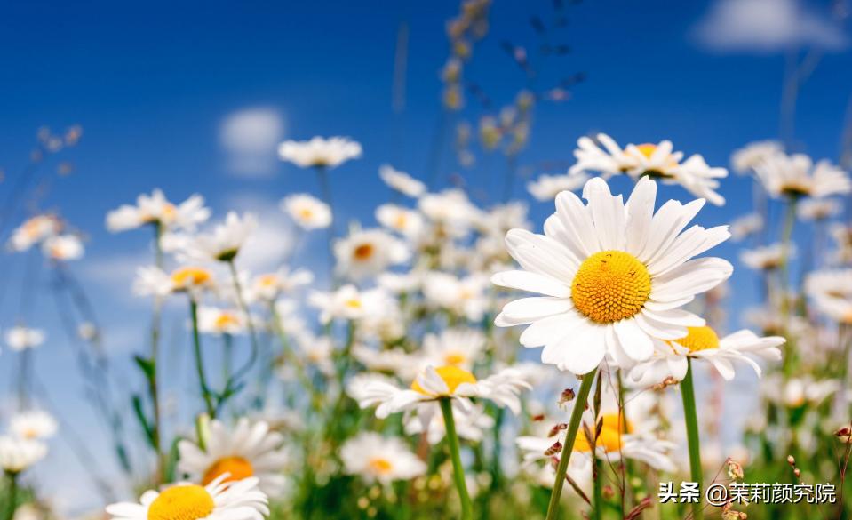 精油初学者入门书籍,精油入门必备护肤品