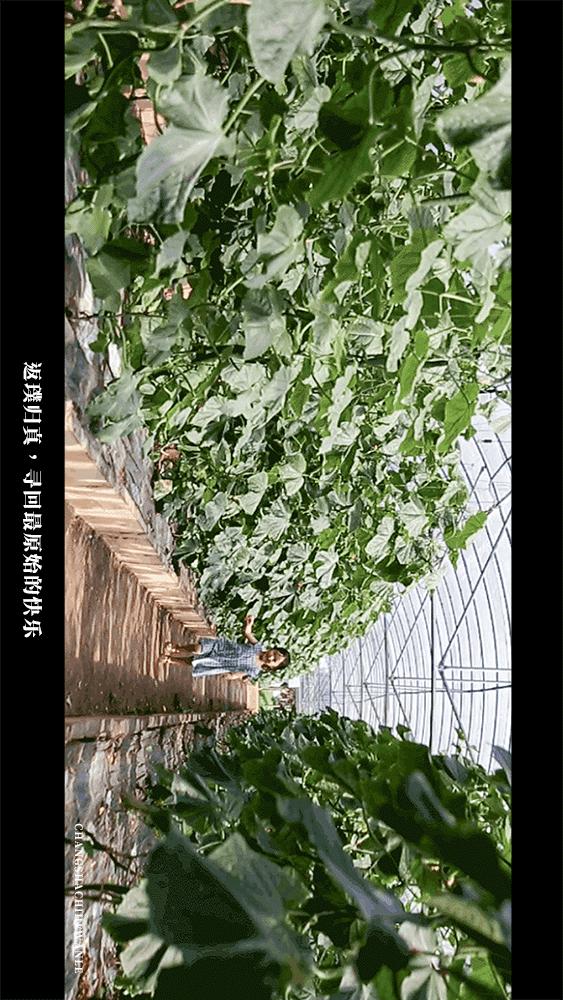 田园低空飞行,田园采摘之旅