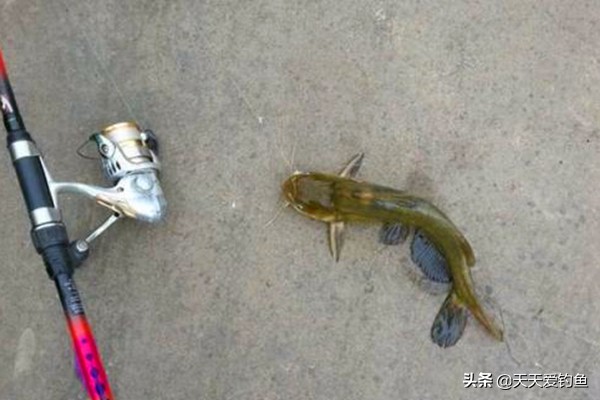 抛竿串钩钓黄颡鱼实战经验：串钩搭配是要点，黄颡鱼轻松钓成串！