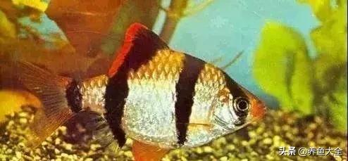 适合裸缸养的中小型热带观赏鱼,水草缸小型热带鱼