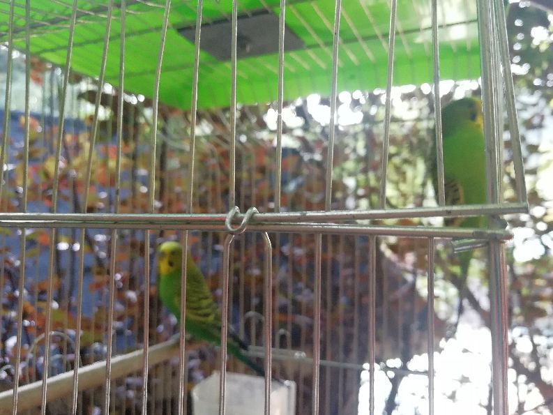 洛阳栾川竹海野生动物园值得去吗,洛阳栾川竹海野生动物园都有什么