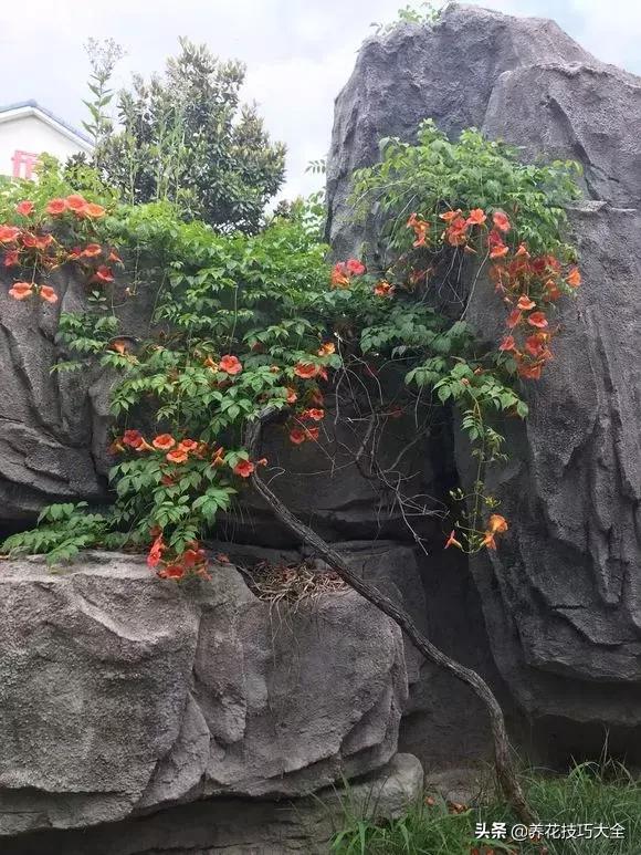 这十种爬藤花一开就是三年,3种极品爬藤花30天爬满庭院农村