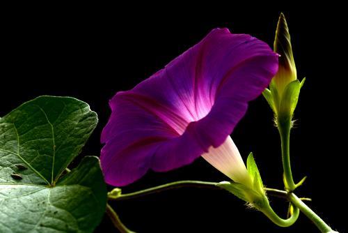 【西师夜读(音频)】牵牛花(第2期)