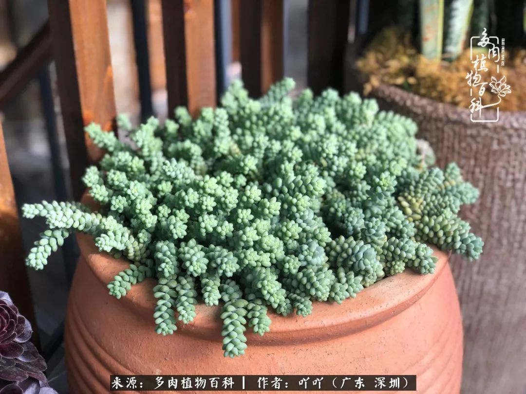 涓冨僵浜戝崡澶氳倝,浜戝崡澶氳倝涔嬫梾