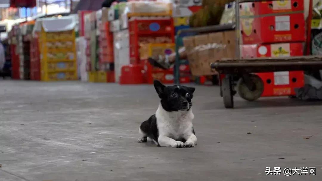 广州市水果市场热闹吗,广州市场有什么水果