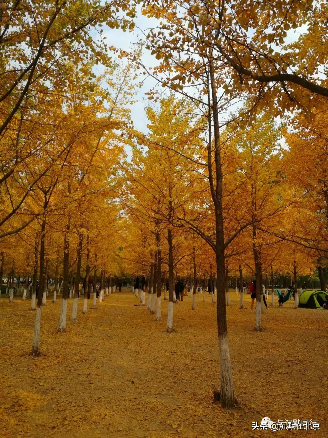 北京之秋的感受,最美的北京之秋