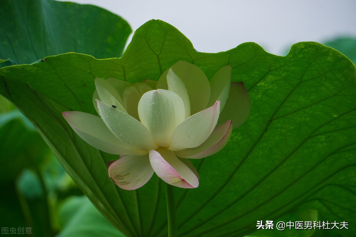 下焦虚弱型肾虚，前列腺炎，中医该如何恢复？