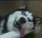 假如自己变成猫是什么体验,从人类变成猫是什么体验