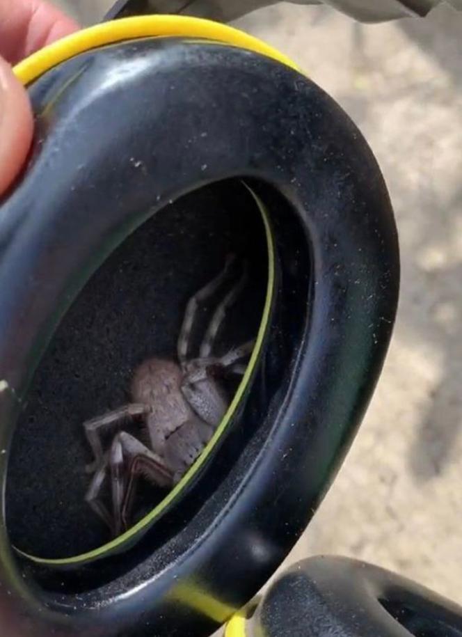 马桶里的蛇是真是假,马桶里的蜈蚣虫