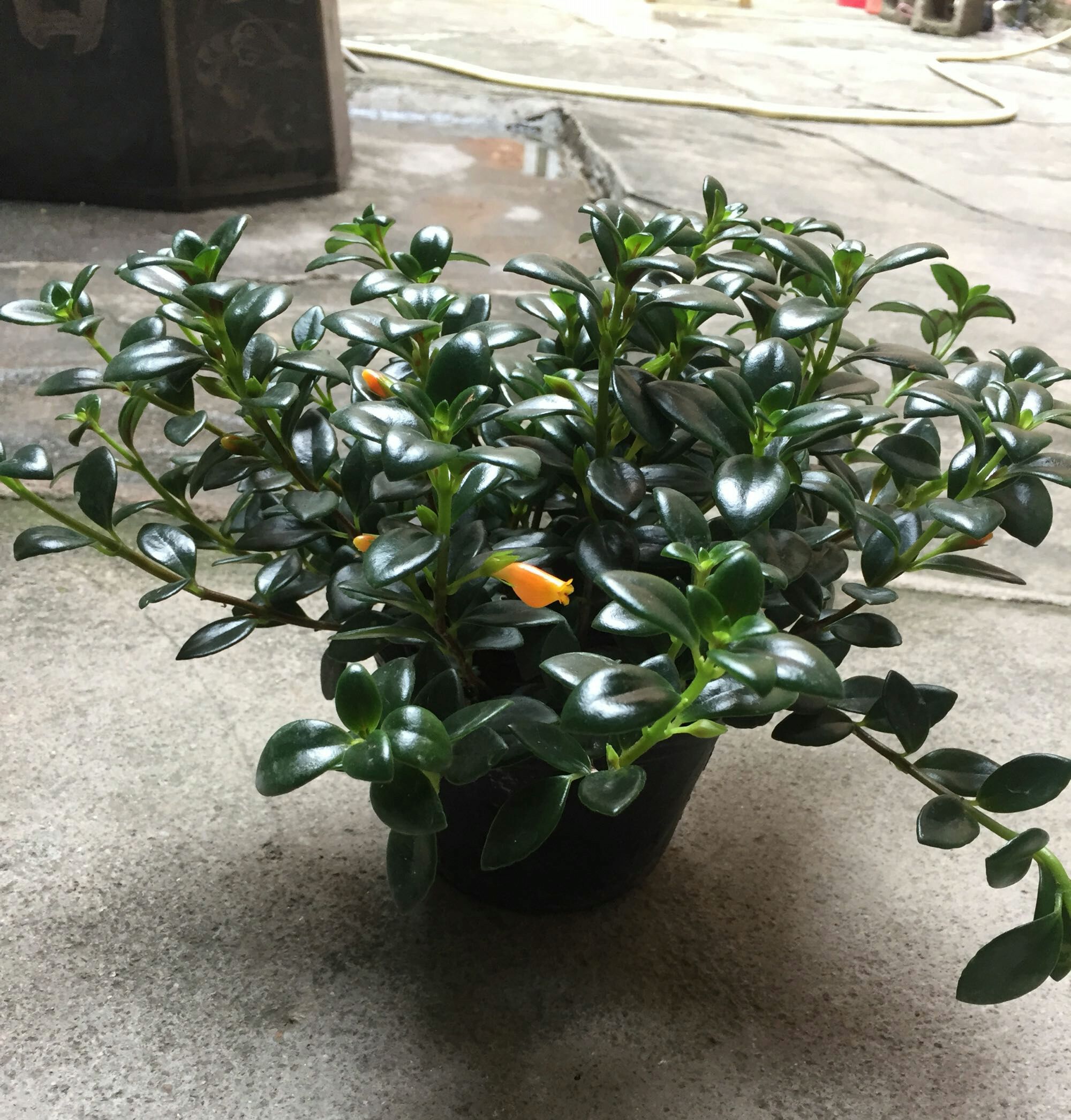 花盆里的小飞虫用什么办法能解决,花盆里有小飞虫怎么办快速解决