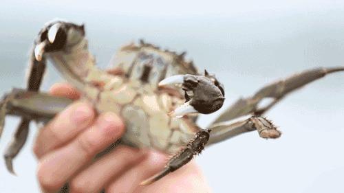 大闸蟹要公蟹的还是母蟹的好吃,现在吃大闸蟹是公的好还是母的好