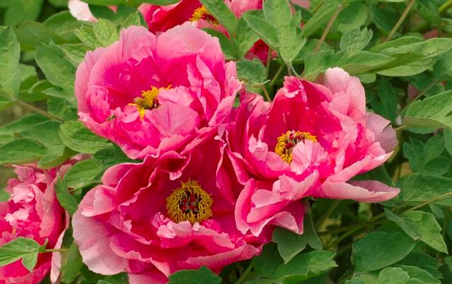 “自古风流芍药花”的风情月意