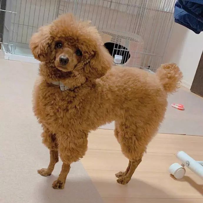 时尚前沿的“贵宾咩咩装”，到底是羊还是狗啊？