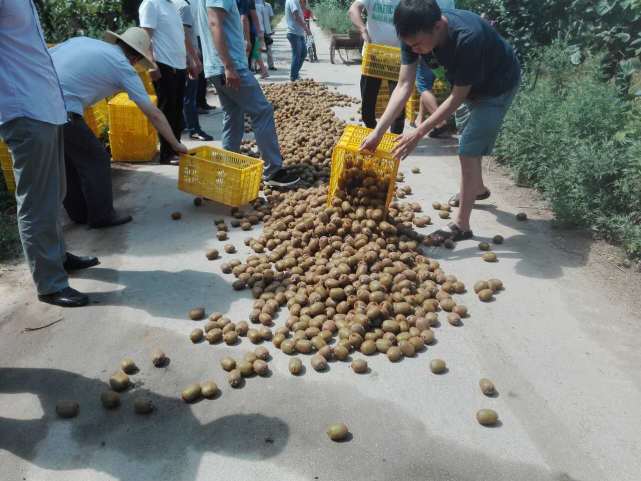 猕猴桃催熟不当会有什么后果,为什么红心猕猴桃不用催熟