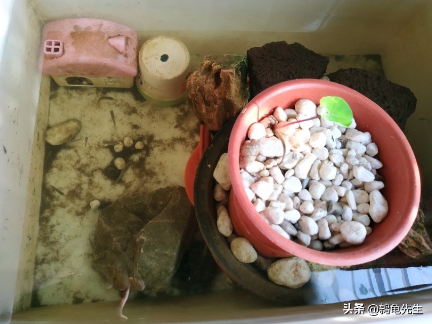 养龟几天换一次水怎么给龟换水,新手养龟不想换水应该用哪些东西