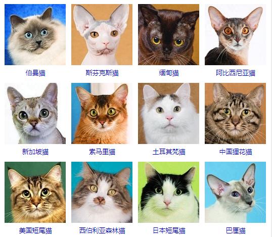 男生初次养猫养公猫还是母猫,初次养猫是公猫好还是母猫好