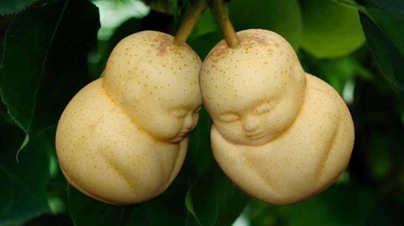 世界上最贵的水果前20种,世界最贵的水果是哪六种