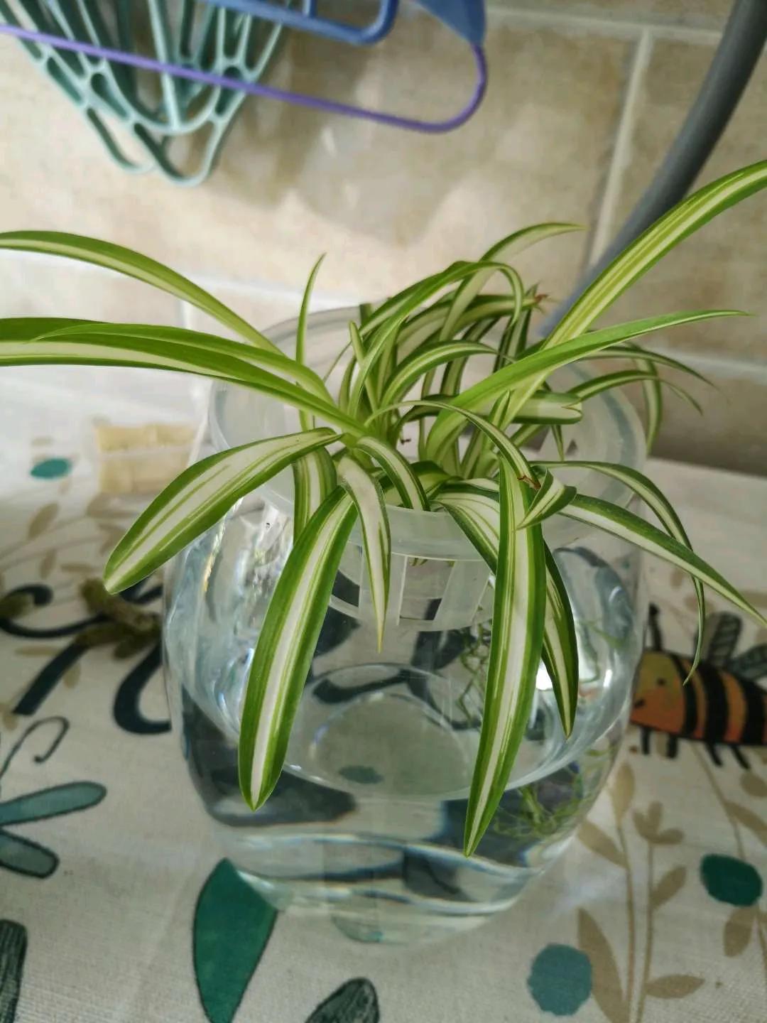 水培富贵竹有黄叶怎么办,水培龟背竹根臭了怎么办