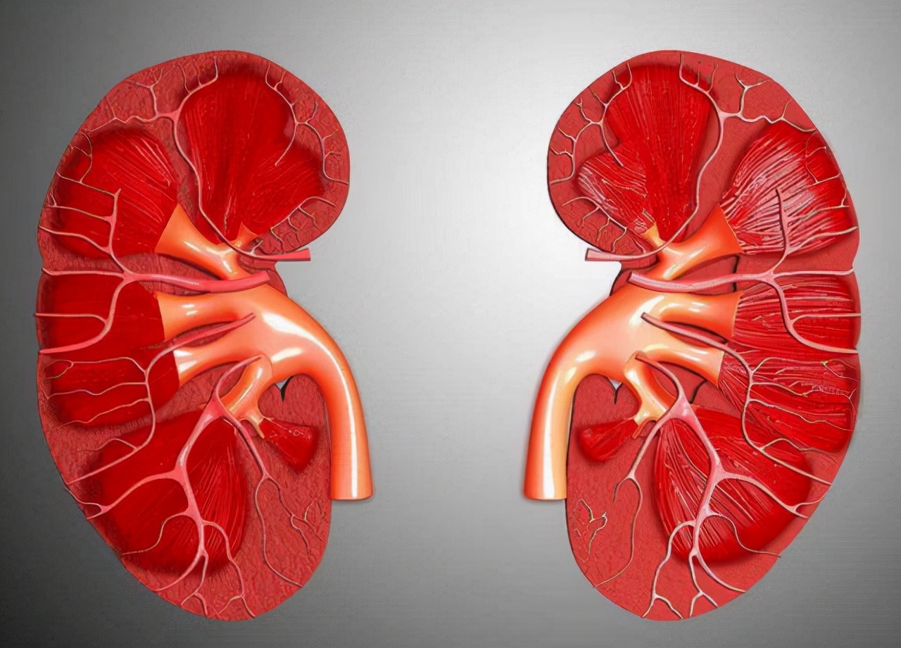 一喝水就尿多是肾脏出问题了吗,一喝水就尿多是肾好还是不好