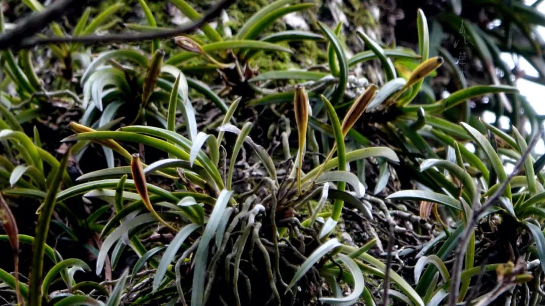 四明山龙观山,四明山国家森林公园樱花