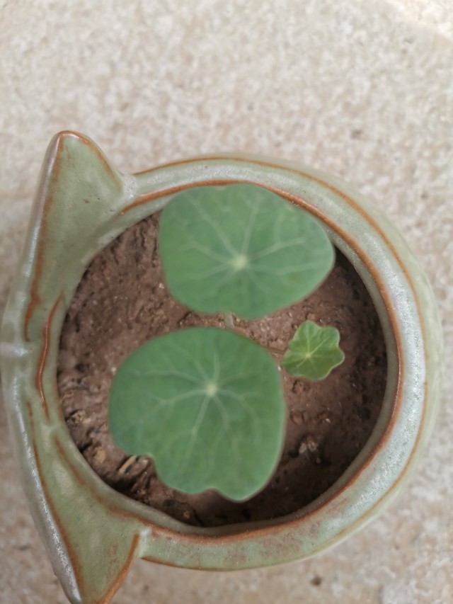 如何让一颗种子快速发芽,怎么让一颗种子发芽